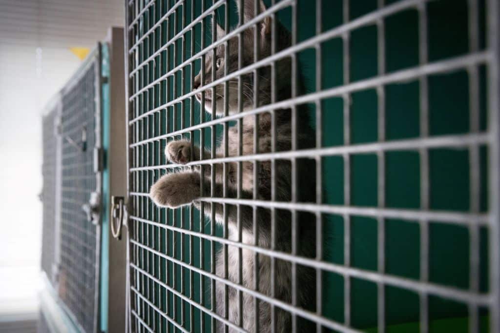 Photo for: ‘This Should Be Common Sense’: Lawmakers Call for End to Russian Cat Experiments.